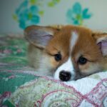 Reddybook Review: Transforming Book Publishing with Seamless 11xplay Integration