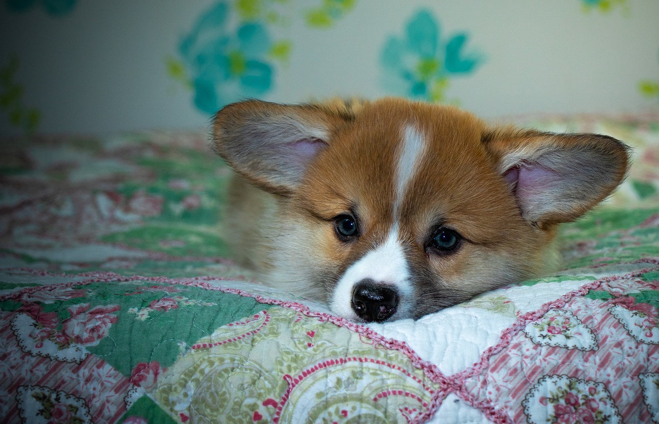 Reddybook Review: Transforming Book Publishing with Seamless 11xplay Integration